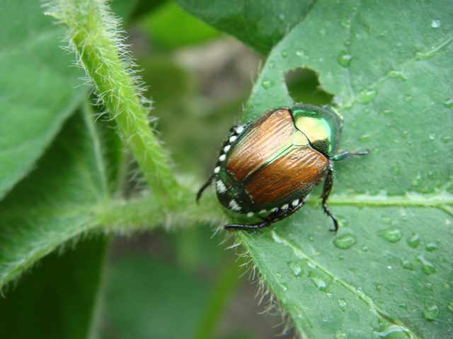 Japanese beetles feed in groups and can defoliate a soybean plant quickly, so growers need to scout early and often. (DTN photo by Pam Smith)